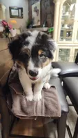 STAINS, a male Australian Shepherd for sale in Pico Rivera, CA – 1 of 2