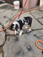 STAINS, a male Australian Shepherd for sale in Downey, CA – 4 of 6