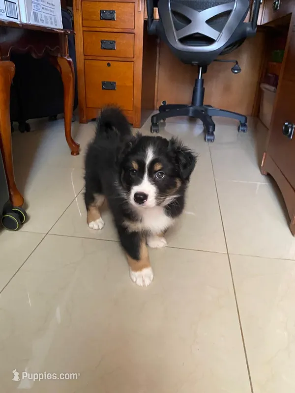 OREO – Australian Shepherd puppy for sale in Pico Rivera, CA