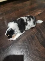 STAINS, a male Australian Shepherd for sale in Downey, CA – 3 of 6