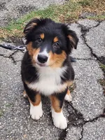 Brownie, a male Australian Shepherd for sale in Downey, CA – 2 of 4
