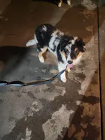 STAINS, a male Australian Shepherd for sale in Downey, CA – 2 of 6