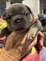 Cassie , a female French Bulldog for sale in Clifton, TX – 2 of 5