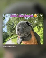 Lilac , a female French Bulldog for sale in Clifton, TX – 2 of 4