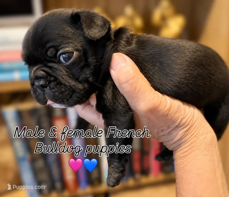 Ralphie – French Bulldog puppy for sale in Elberta, AL