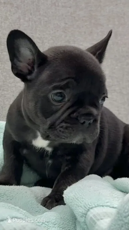 Joanie – French Bulldog puppy for sale in Clifton, TX