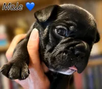 Ralphie, a male French Bulldog for sale in Elberta, AL – 2 of 2