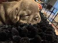 Cassie , a female French Bulldog for sale in Clifton, TX – 4 of 5