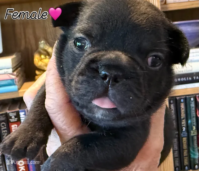 Shirley  – French Bulldog puppy for sale in Elberta, AL