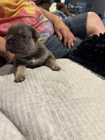 Cassie , a female French Bulldog for sale in Clifton, TX – 3 of 5