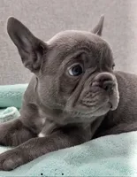 Shirley , a female French Bulldog for sale in Clifton, TX – 2 of 6