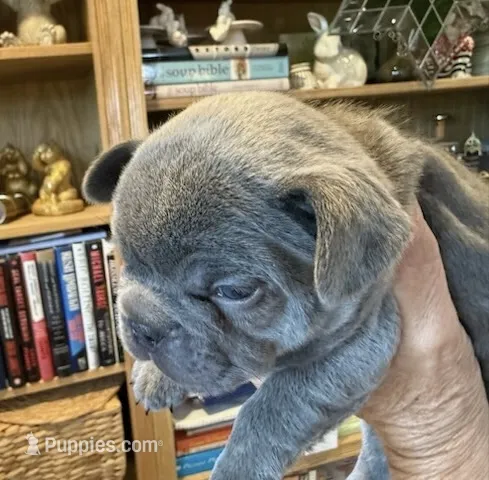 Lilac  – French Bulldog puppy for sale in Clifton, TX