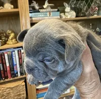 Lilac , a female French Bulldog for sale in Clifton, TX – 1 of 4