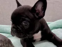 Chachi, a male French Bulldog for sale in Clifton, TX – 2 of 4