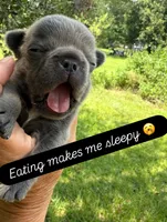 Lilac , a female French Bulldog for sale in Clifton, TX – 4 of 4