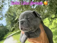 Lilac , a female French Bulldog for sale in Clifton, TX – 3 of 4