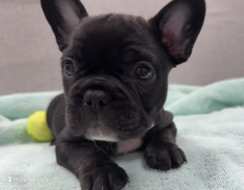 Chachi – French Bulldog puppy for sale in Clifton, TX