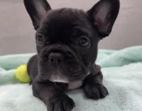 Chachi, a male French Bulldog for sale in Clifton, TX – 1 of 4