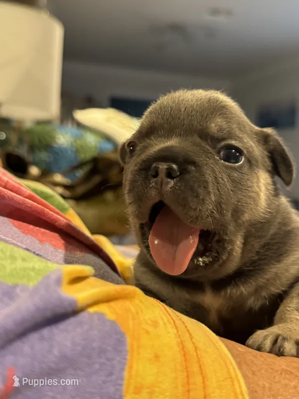 Cassie  – French Bulldog puppy for sale in Clifton, TX