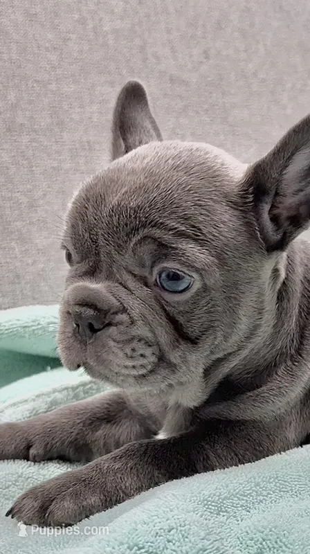 Shirley  – French Bulldog puppy for sale in Clifton, TX