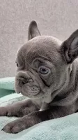 Shirley , a female French Bulldog for sale in Clifton, TX – 1 of 6