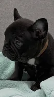 Joanie, a female French Bulldog for sale in Clifton, TX – 3 of 4