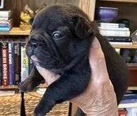 Shirley , a female French Bulldog for sale in Elberta, AL – 2 of 2