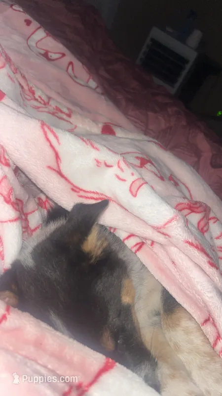 Oreo  – Australian Cattle Dog puppy for sale in Bay City, MI