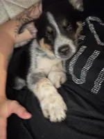 Oreo , a male Australian Cattle Dog for sale in Bay City, MI – 3 of 3