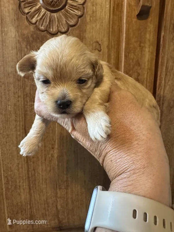 Apple – Maltipoo puppy for sale in Hilo, HI