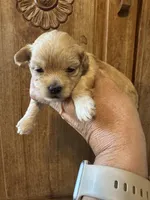Apple, a female Maltipoo for sale in Hilo, HI – 1 of 7