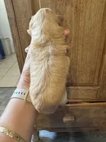 Apple, a female Maltipoo for sale in Hilo, HI – 3 of 7