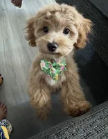 Apple, a female Maltipoo for sale in Hilo, HI – 7 of 7