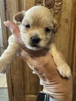Apple, a female Maltipoo for sale in Hilo, HI – 2 of 7