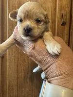 Apple, a female Maltipoo for sale in Hilo, HI – 4 of 7