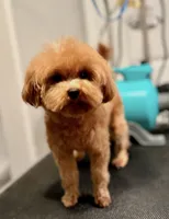Apple, a female Maltipoo for sale in Hilo, HI – 5 of 7