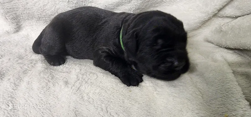 Green collar boy – Newfoundland puppy for sale in Marshville, NC