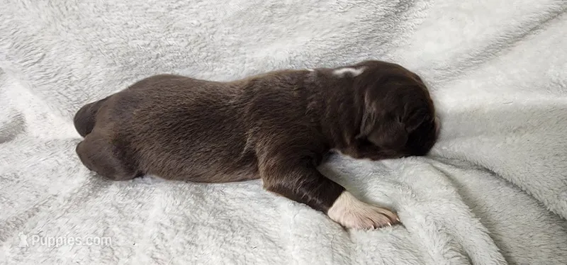 Atticus – Newfoundland puppy on hold in Marshville, NC
