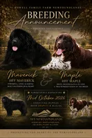 Due mid October, a  Newfoundland for sale in Marshville, NC – 1 of 1