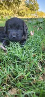 Red collar boy, a male Newfoundland for sale in Marshville, NC – 5 of 8