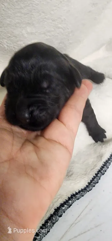 Pink collar girl – Newfoundland puppy for sale in Marshville, NC