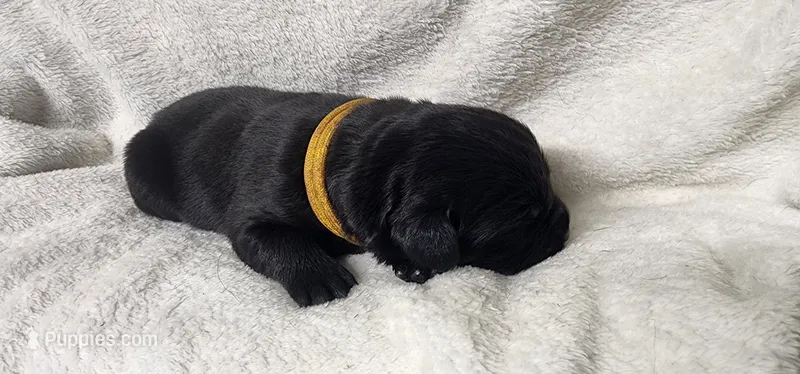 Yellow collar boy  – Newfoundland puppy for sale in Marshville, NC