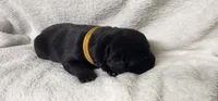 Yellow collar boy , a male Newfoundland for sale in Marshville, NC – 1 of 3