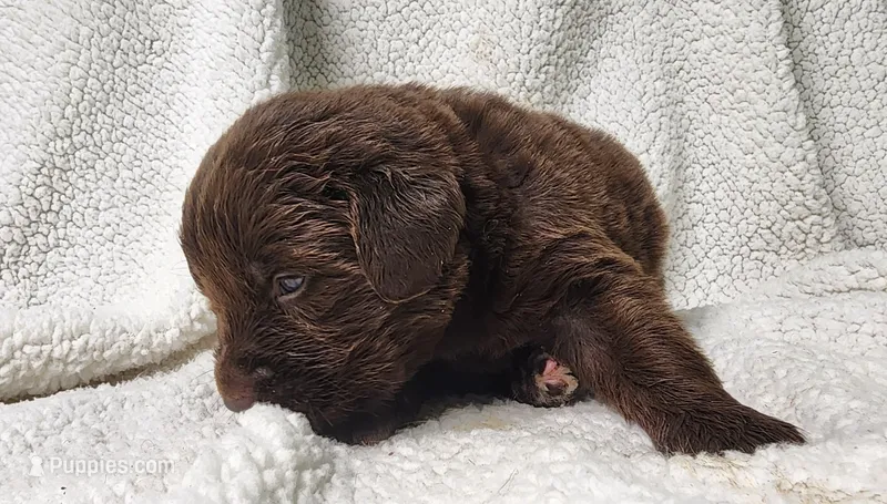 Clover – Newfoundland puppy for sale in Marshville, NC