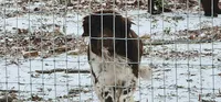 Clover, a female Newfoundland for sale in Marshville, NC – Photo 7 of 7