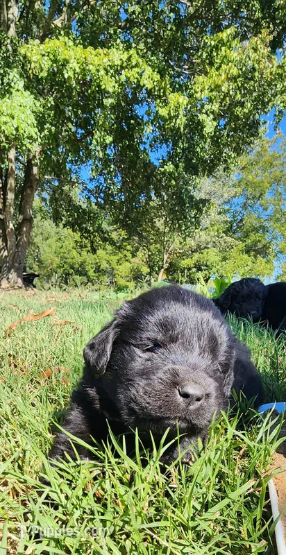 Tan collar boy – Newfoundland puppy for sale in Marshville, NC