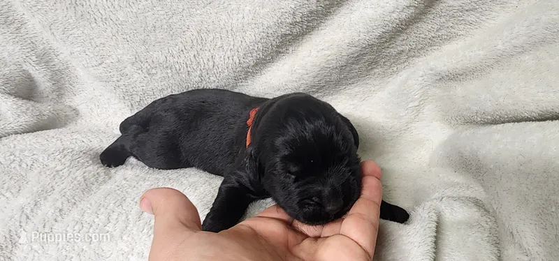 Red collar  – Newfoundland puppy for sale in Marshville, NC