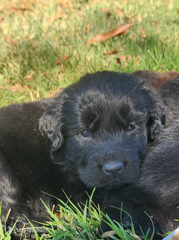 Purple collar girl – Newfoundland puppy for sale in Marshville, NC