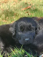 Purple collar girl, a female Newfoundland for sale in Marshville, NC – 2 of 10