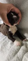 Atticus, a male Newfoundland for sale in Marshville, NC – 2 of 3
